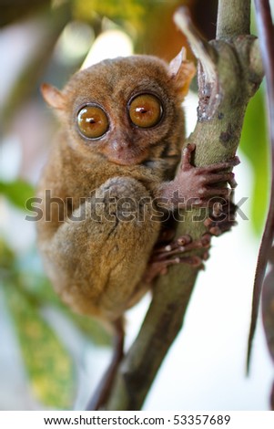 Tarsier Stock Images, Royalty-Free Images & Vectors | Shutterstock