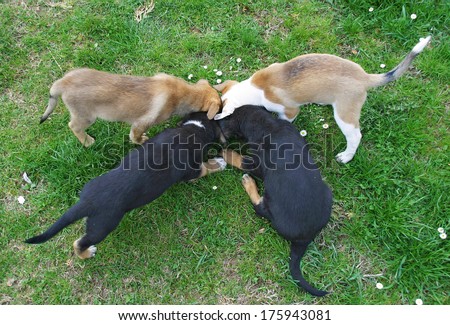 Four young puppies eat food in the backyard on green grass - stock Four young puppies eat food in the backyard on green grass - stock