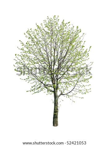 Spring tree Stock Photos, Images, & Pictures | Shutterstock