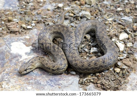 stock-photo-peru-slender-snake-tachymenis-peruviana-173665079.jpg