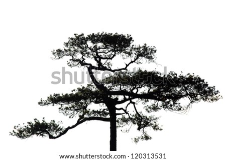 Forest silhouette Stock Photos, Images, & Pictures | Shutterstock