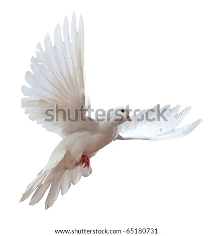 Dove Stock Images, Royalty-Free Images & Vectors | Shutterstock