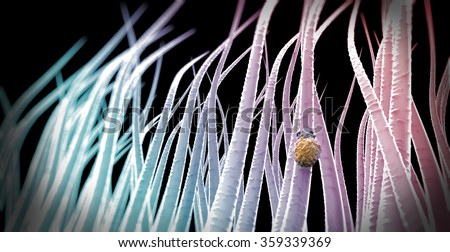 Hair Microscope Stock Photos, Images, & Pictures | Shutterstock