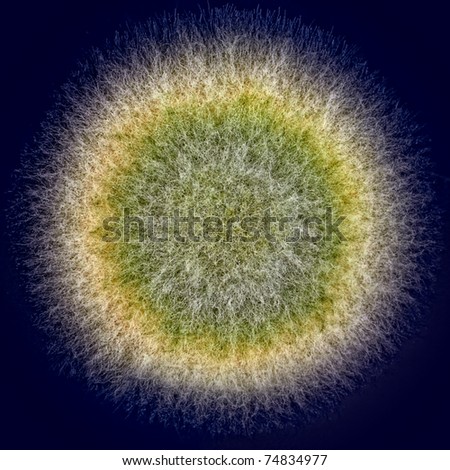 Is aspergillus single or multicellular