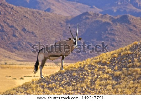 Gemsbok stood on a hillside in the desert in Namibia - stock photo