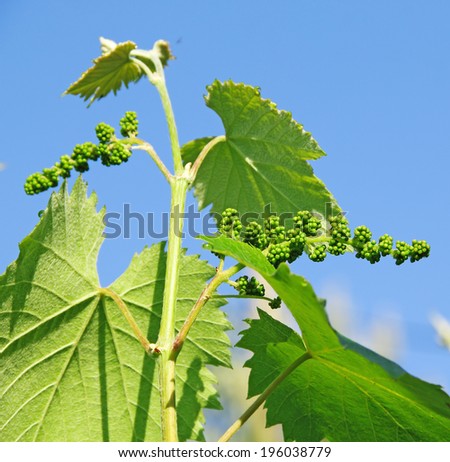 young shoots of grapes stock photo young shoots of grapes stock photo