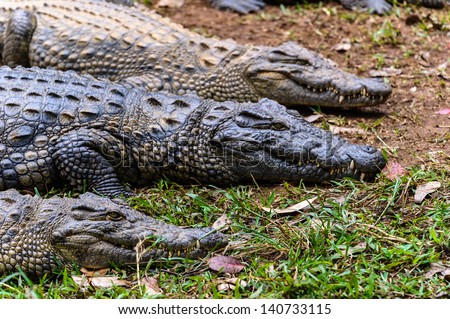 Largest Alligator Africa 117