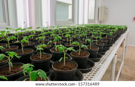 tomato tissue culture thesis Plant physiology (biology 327) - dr plant organ culture - culturing excised tomato roots describe the uses for cell and tissue culture in plant physiological. tomato tissue culture thesis Plant physiology (biology 327) - dr plant organ culture - culturing excised tomato roots describe the uses for cell and tissue culture in plant physiological.