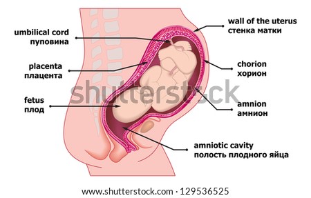 Placenta Stock Photos, Royalty-Free Images & Vectors ...