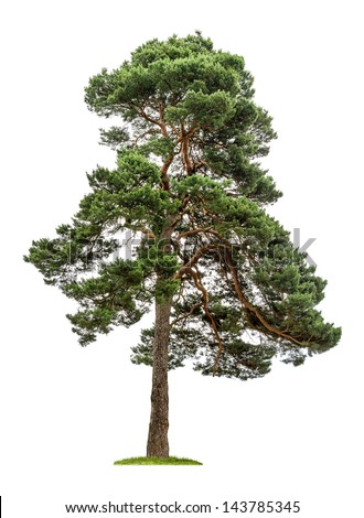 Pine Stock Images, Royalty-Free Images & Vectors | Shutterstock