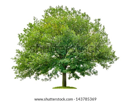 Oak Stock Photos, Royalty-Free Images & Vectors - Shutterstock