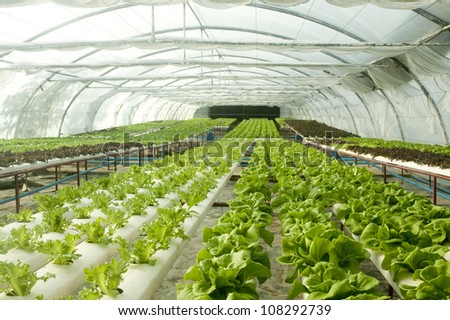 Organic hydroponic vegetable garden - stock photo