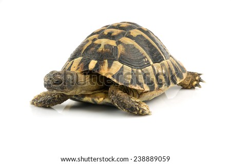 Tortoise Stock Images, Royalty-free Images & Vectors 