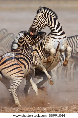 Animal Attack Stock Photos, Images, & Pictures | Shutterstock