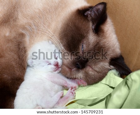Sex of newborn kittens
