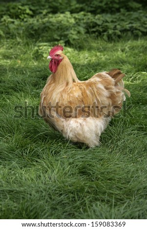 Buff orpington chicken Stock Photos, Images, &amp; Pictures | Shutterstock