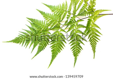 Isolated Leaf Giant Redwood Tree Stock Photo 109218179 - Shutterstock
