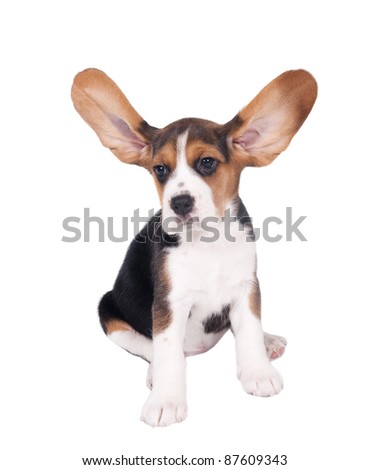 Sad Beagle Puppy Sad Beagle Puppy