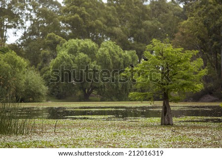 Landscape of wetland. Trees living in the water. - stock photo