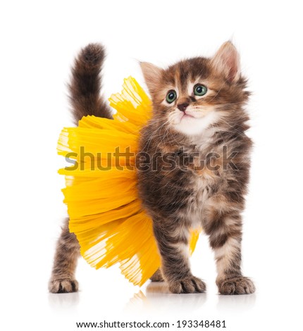 stock-photo-cute-fluffy-kitten-posing-dressed-in-the-tutu-over-white-background-193348481.jpg