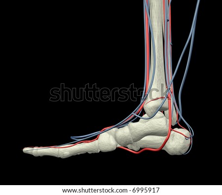 Human Veins Stock Photos, Images, & Pictures | Shutterstock