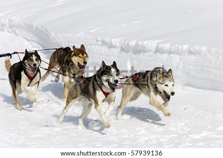 speed dogs husky sled breeds stock photos images pictures speed dogs husky sled breeds stock photos images pictures