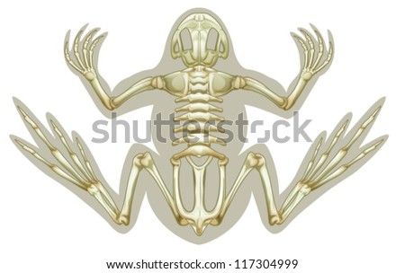 Frog Skeleton Stock Photos, Images, & Pictures 