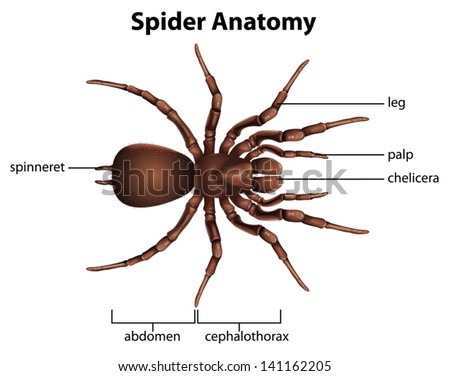 Spider anatomy