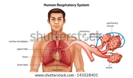 Respiratory System Stock Photos, Images, & Pictures | Shutterstock