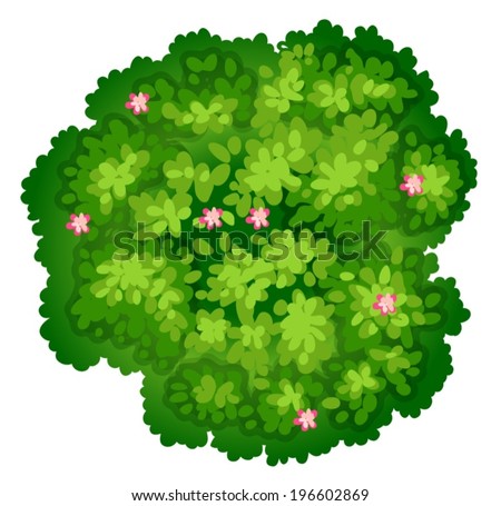 Is aspergillus single or multicellular