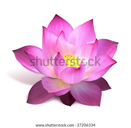 Lotus Stem Stock Photos, Images, & Pictures | Shutterstock