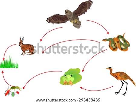 Animal Food Chain Stock Photos, Images, & Pictures 