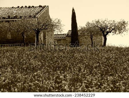Wild lavender field and old farmhouse, two olive trees and 