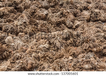  fruit bunch, waste from an palm oil mill for use as fuel - stock photo