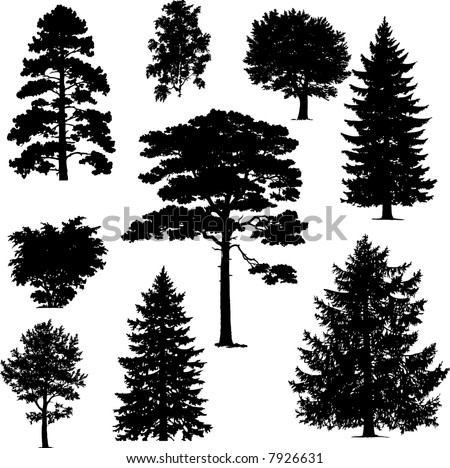 Collection Pine Trees Stock Vector 7926631 - Shutterstock