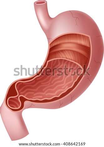 Anatomy Stock Images, Royalty-Free Images & Vectors | Shutterstock