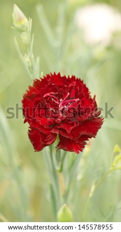 single men in carnation Whether commercialized or straight from the heart, the early efforts of the women who fought for national recognition of a day to honor mothers, single carnation in hand, have spawned generations of men and women who take at least one day a year to show mom that she is appreciated. single men in carnation Whether commercialized or straight from the heart, the early efforts of the women who fought for national recognition of a day to honor mothers, single carnation in hand, have spawned generations of men and women who take at least one day a year to show mom that she is appreciated.