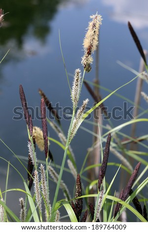 carex brevior stellar foreclose