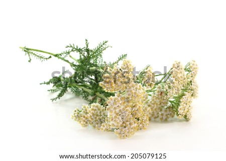 Yarrow Stock Photos, Images, & Pictures | Shutterstock