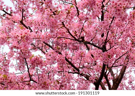 top 28 cherry blossom tree scientific name cerasus stock photos images pictures top 28 cherry blossom tree scientific name cerasus stock photos images pictures