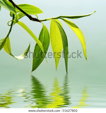 Willow Leaf Stock Photos, Images, & Pictures | Shutterstock