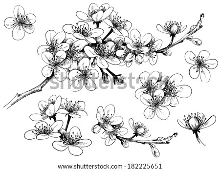 Blossom Stock Photos, Images, & Pictures | Shutterstock