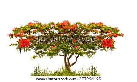 Flamboyant Stock Images, Royalty-Free Images & Vectors | Shutterstock