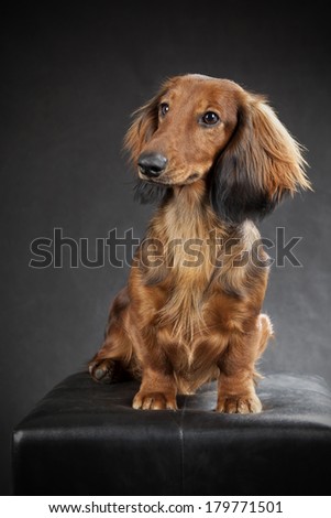 Dachshund Haired Long Miniature Sitting Stock Photos, Illustrations Dachshund Haired Long Miniature Sitting Stock Photos, Illustrations