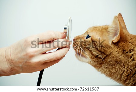 cat and vet - stock photo