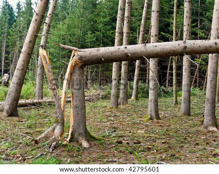stock-photo-storm-damage-fallen-trees-in-the-forest-after-a-storm-42795601.jpg
