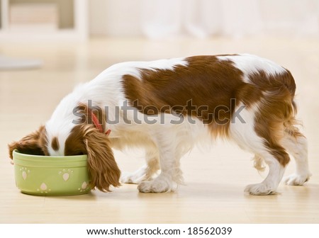 Dog Eating Food Stock Photos, Images, & Pictures | Shutterstock