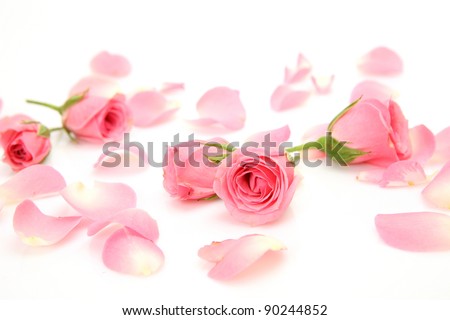 Pink Rose Petals Stock Photos, Images, & Pictures | Shutterstock