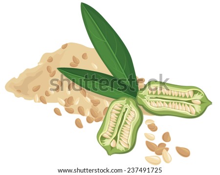 Sesame seeds, fruit, Vector illustration - stock vector