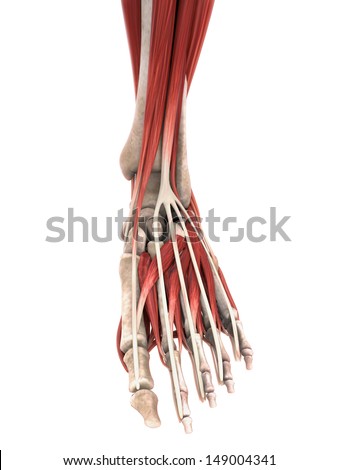 Male Anatomy Stock Photos, Images, & Pictures | Shutterstock